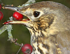 Song Thrush