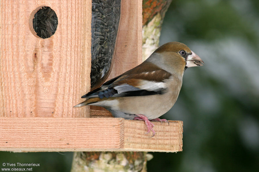 Hawfinch