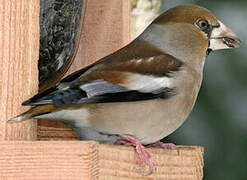 Hawfinch