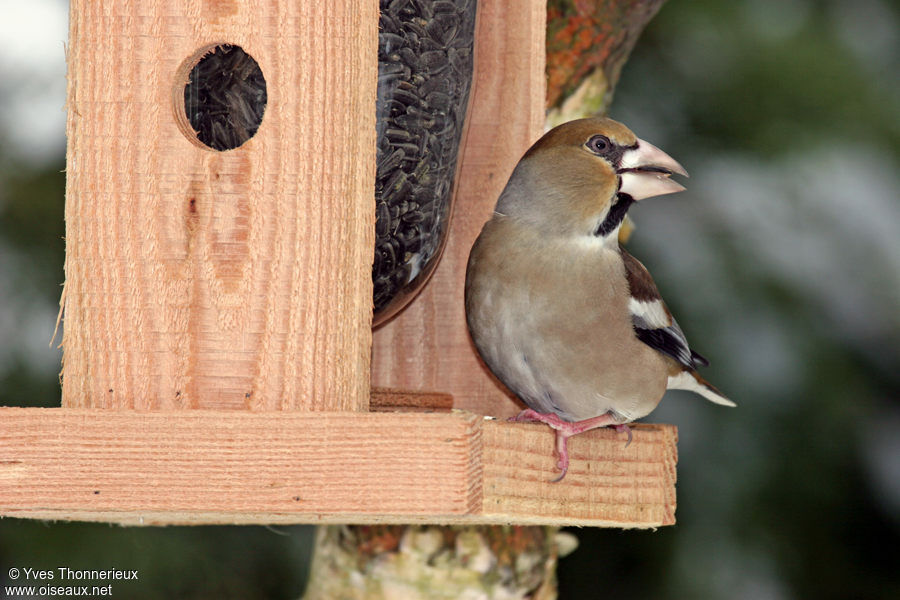 Hawfinch