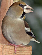 Hawfinch