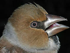 Hawfinch