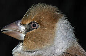 Hawfinch