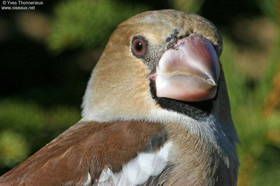 Hawfinch