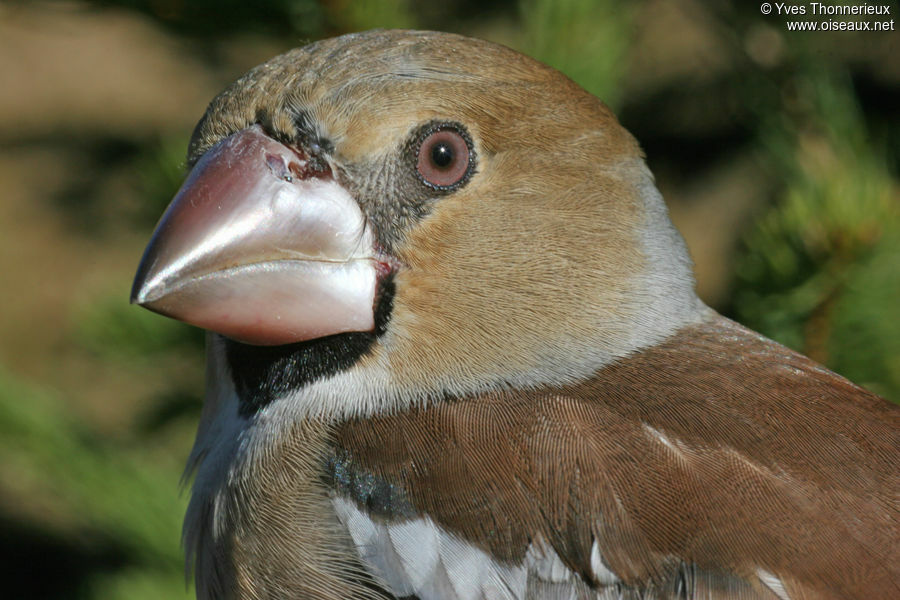 Hawfinch