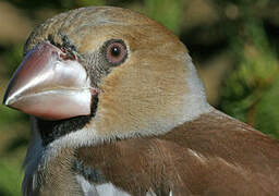 Hawfinch