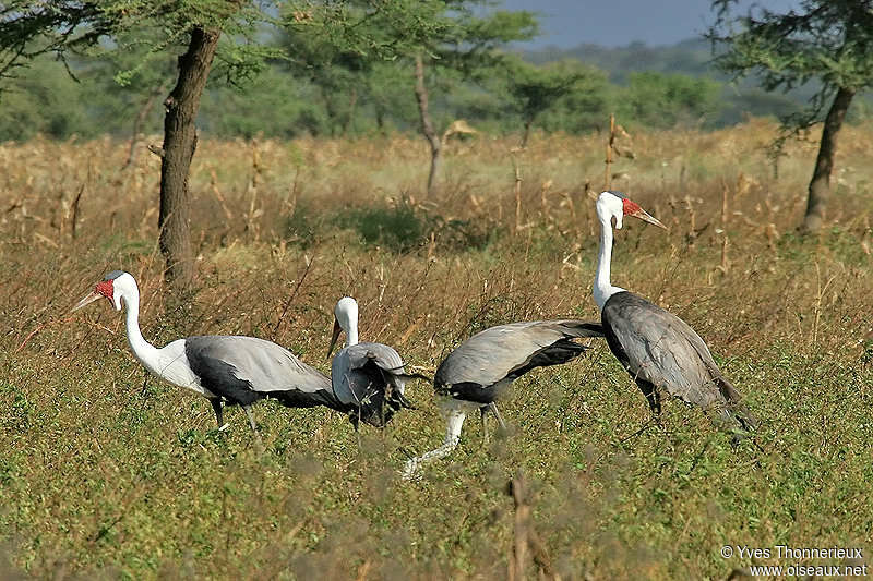 Wattled Crane