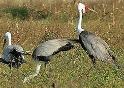 Wattled Crane