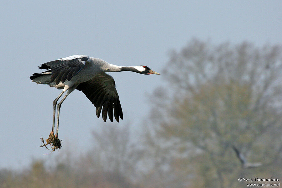 Common Crane