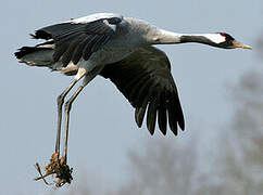 Common Crane