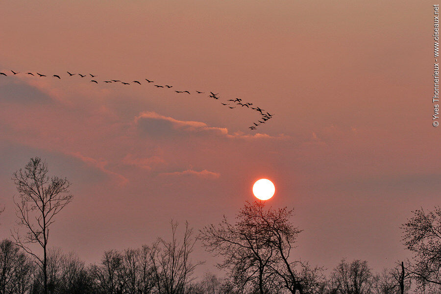 Common Crane