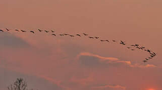 Common Crane