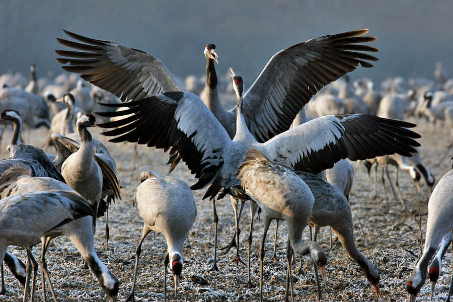 Common Crane