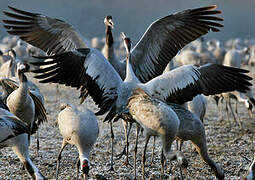 Common Crane