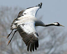 Common Crane