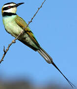 White-throated Bee-eater