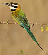 White-throated Bee-eater