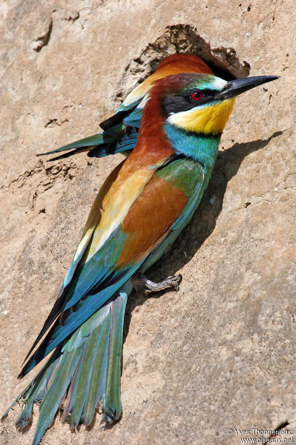 European Bee-eater