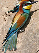 European Bee-eater