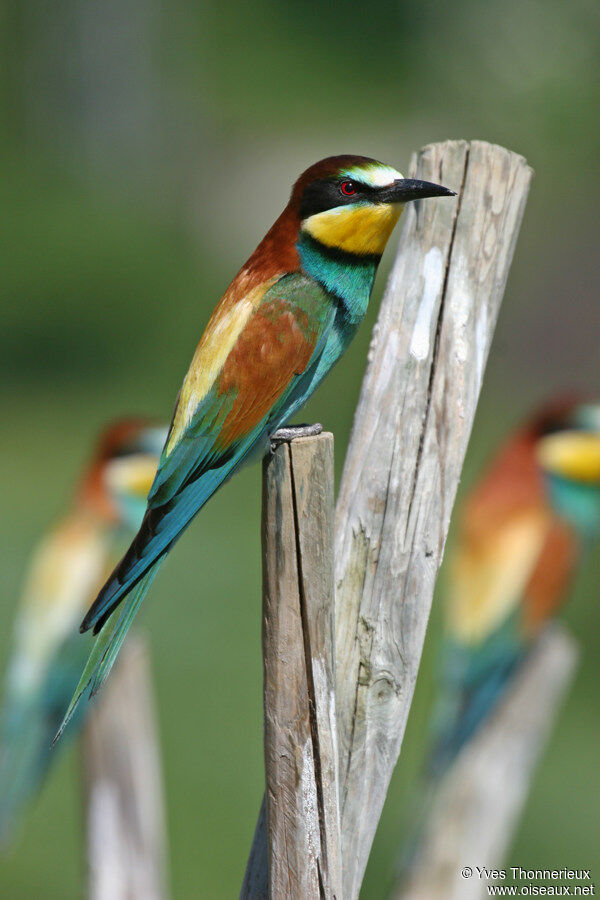 European Bee-eater