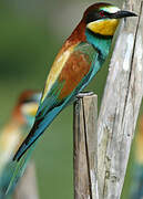 European Bee-eater