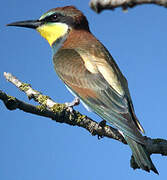 European Bee-eater