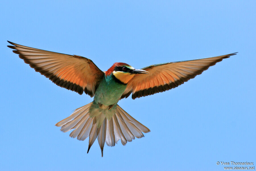 European Bee-eater