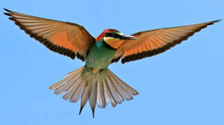 European Bee-eater