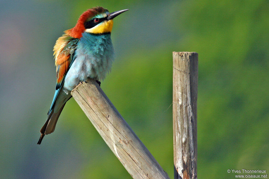 European Bee-eater