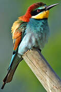 European Bee-eater