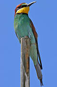 European Bee-eater