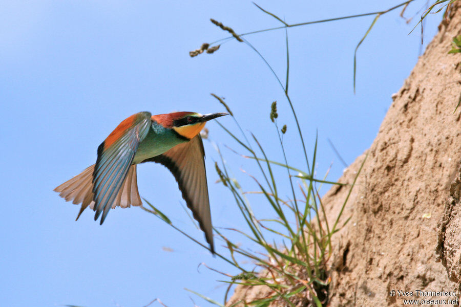 European Bee-eater