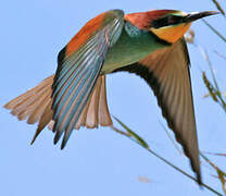 European Bee-eater