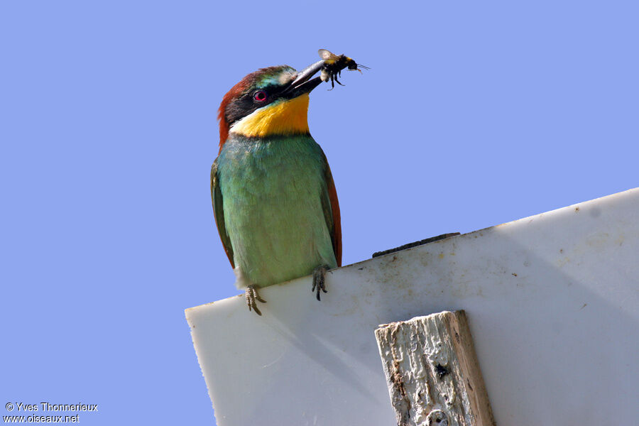 European Bee-eater