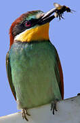 European Bee-eater