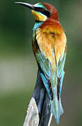 European Bee-eater