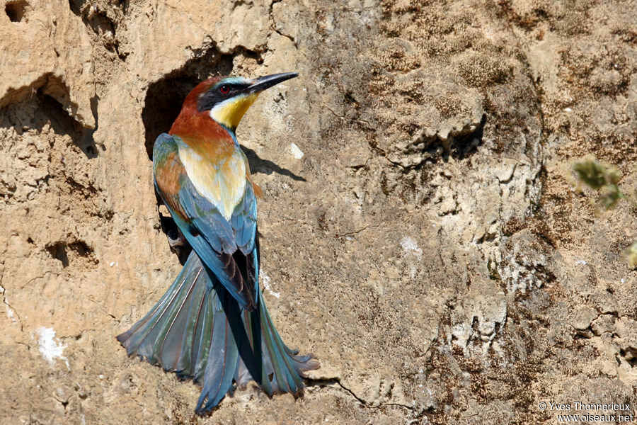 European Bee-eater