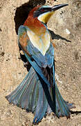 European Bee-eater