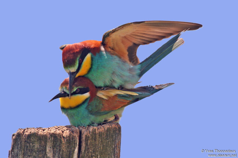 European Bee-eater