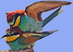 European Bee-eater