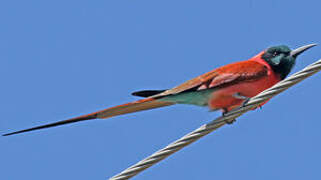 Northern Carmine Bee-eater