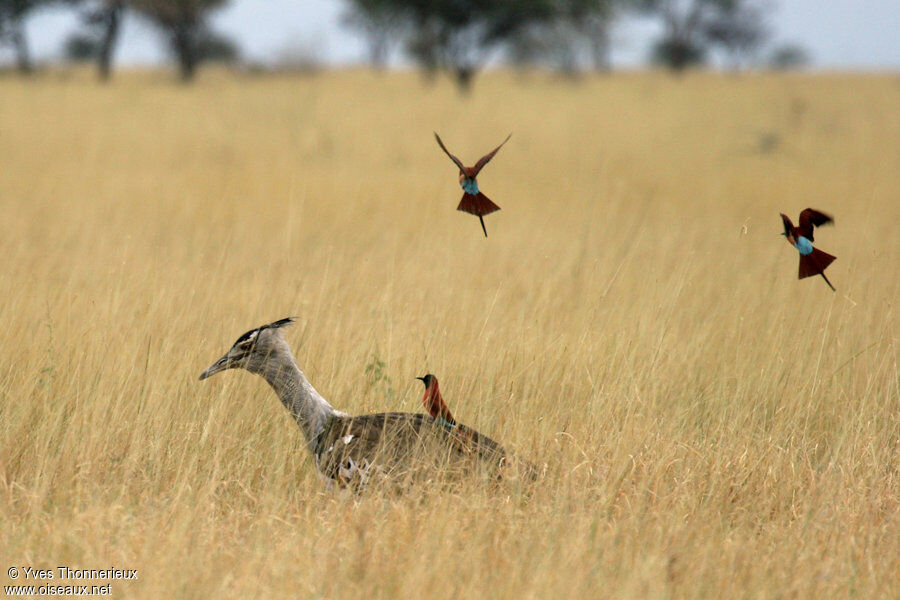 Northern Carmine Bee-eater