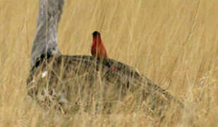 Northern Carmine Bee-eater