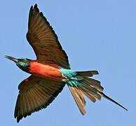 Northern Carmine Bee-eater