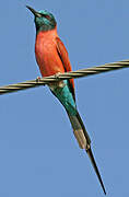 Northern Carmine Bee-eater