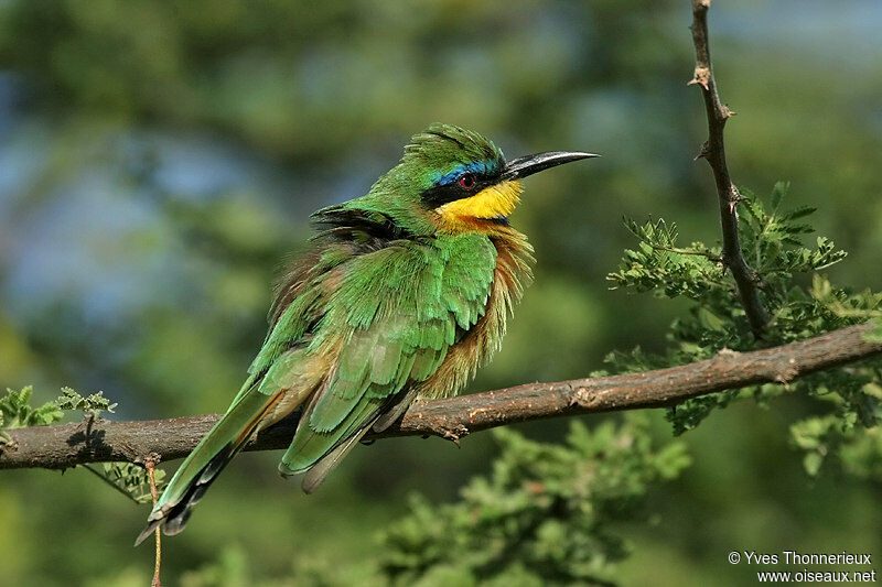 Little Bee-eater