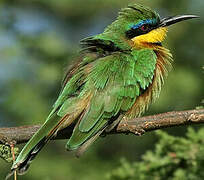 Little Bee-eater