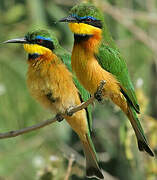 Little Bee-eater