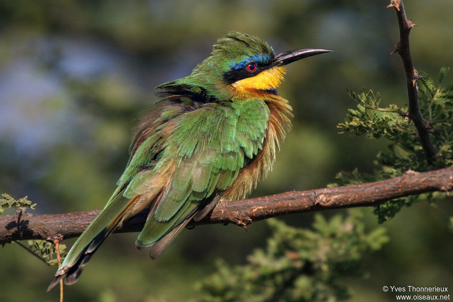 Little Bee-eater