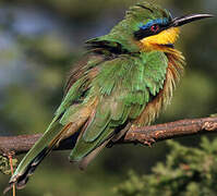 Little Bee-eater